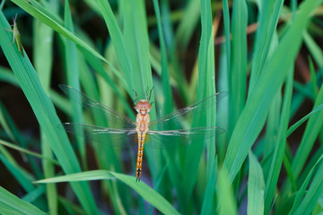 Beautiful green rice leaves in the morning with dew from fog and dragonflies.