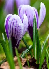 Fototapeta premium Krokus im Garten