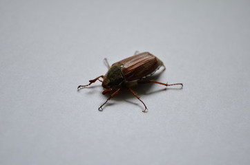 big spring May beetle on a white background