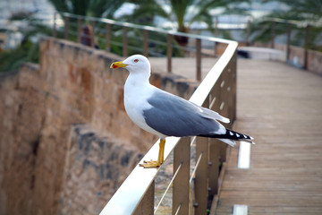 seagull sitting on railing with palm trees in the background