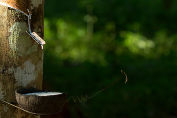 Latex extracted from rubber tree (Hevea Brasiliensis) as a source of natural rubber, Natural rubber...