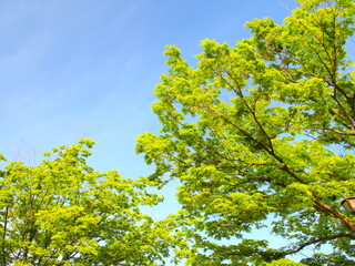 公園の新緑の欅