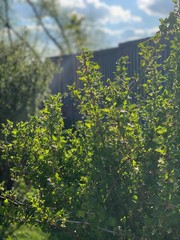 sunlit leaves