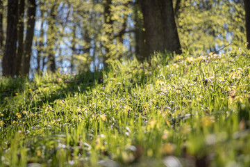 Obraz na płótnie Canvas Sunny day in spring forest with green grass