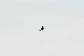 Flying bird of prey, black kite silhouette
