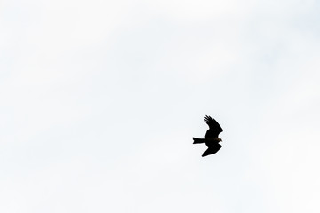Flying bird of prey, black kite silhouette