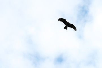 Flying bird of prey, black kite silhouette