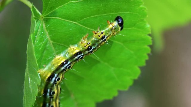 The Box Tree Moth Caterpillar stretched rope on the leaf (Cydalima perspectalis). Invasive species in Europe - (4K)