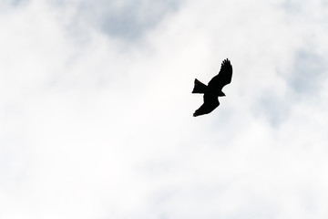 Flying bird of prey, black kite silhouette