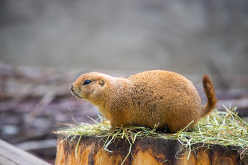 Prairie Dog in the Zoo, summer time