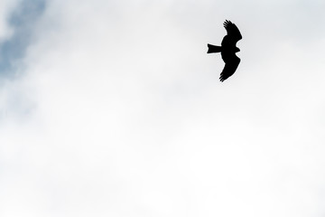 Flying bird of prey, black kite silhouette