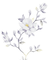 watercolor flowers set,It's perfect for greeting cards,wedding invitation, wedding design,birthday and mothers day cards,Watercolor botanical illustration isolated on white background