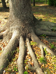 公園の樟の根元
