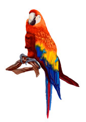 Macaw parrot. Bright illustration. Isolate