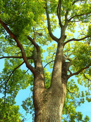 初夏の楠と青空