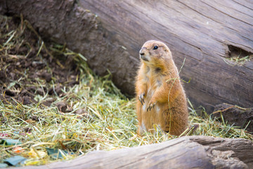 Prairie Dog in the Zoo, summer time