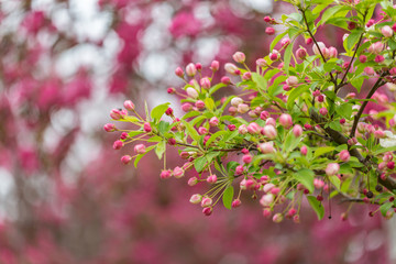 Begonia flowers and flower buds open in spring, outdoors，Malus spectabilis