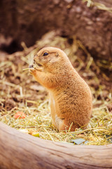 Prairie Dog in the Zoo, summer time