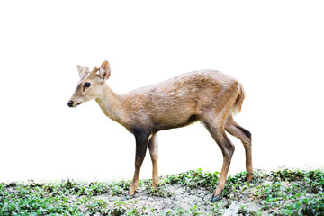 Red deer and hinds walking and eating grass at zoo