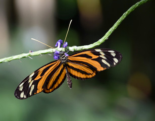 Fototapeta na wymiar Heliconius Ismenius butterfly close up