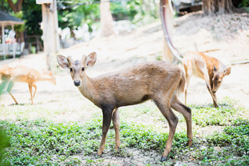 Red deer and hinds walking and eating grass at zoo