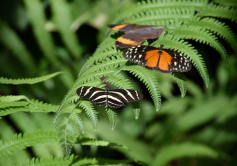 tropical wildlife, Three butterflies on fern leaf, heliconius hecale, kallima paralecta, heliconius charitonius butterfly