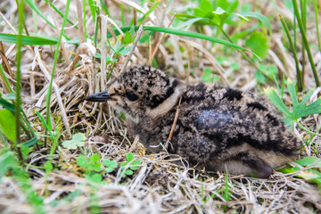 Lapwing chick sitting in the grass