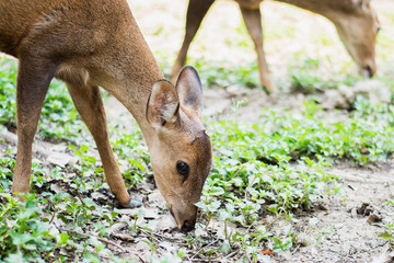 Red deer and hinds walking and eating grass at zoo