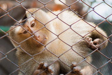 little mokey hanging around  in cage at zoo