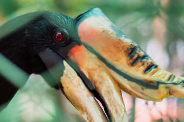 Great Hornbill .Animal, Bird in zoo aviary captivity.