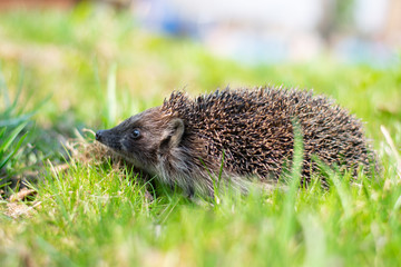 hedgehog in grass