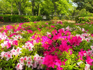 公園の躑躅と新緑の欅