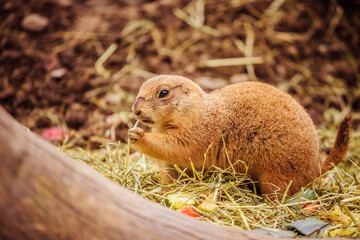 Prairie Dog in the Zoo, summer time