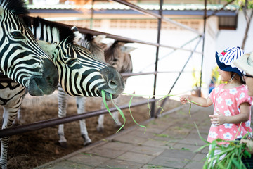 Plakat Little child feeding zebra grass at the zoo