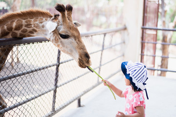 Little child feeding Giraffe long bean at the zoo - obrazy, fototapety, plakaty