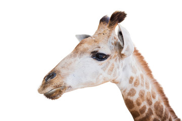 Fototapeta na wymiar close up shot of Giraffe head isolated on white