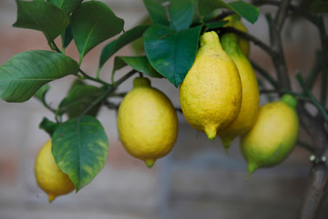 Zitronen oder Limonen am Baum, softig