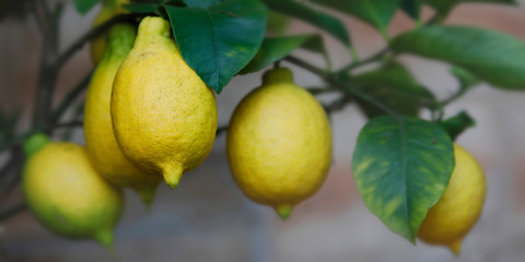Zitronen oder Limonen am Baum, softig, Panorama