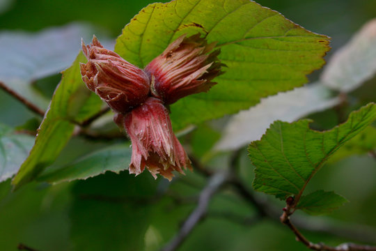 Haseln&uuml;sse am Baum (Corylus columa)