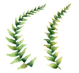 Set of tropical leaves. Jungle, botanical watercolor illustrations, floral elements, palm leaves, fern and others. Hand drawn watercolor set of Anthurium green leaves and home plant, isolated