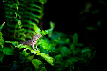 chameleon on tree with spotlight on it, wilderness concept