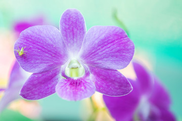 orchid flower with tree grow in garden