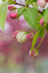 Begonia flowers and flower buds open in spring, outdoors，Malus spectabilis