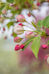 Begonia flowers and flower buds open in spring, outdoors，Malus spectabilis