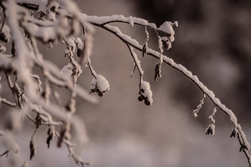 The branch of tree has covered with heavy snow in winter season at Holiday Village Kuukiuru, Finland.