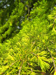 新緑のヒマラヤスギ