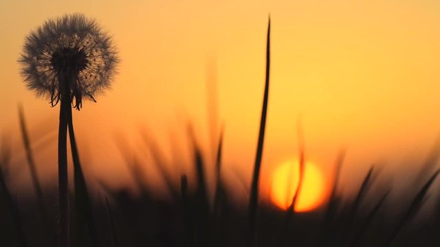 Detail of dandelion with sunset in the background. Spring warm colors, silhouette.