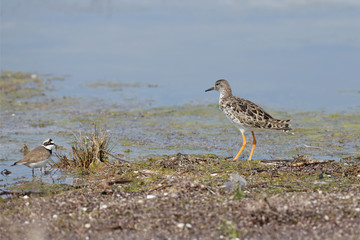  A ruff (Calidris pugnax) and a little ringed plover  (Charadrius dubius) stsnds together on the shore