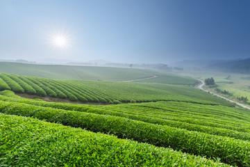 Fototapeta na wymiar beautiful tea plantation in morning
