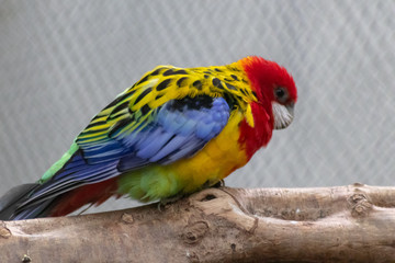 Farbenfroher Prachtrosella sitzt auf einem Ast für ein schönes Portrait